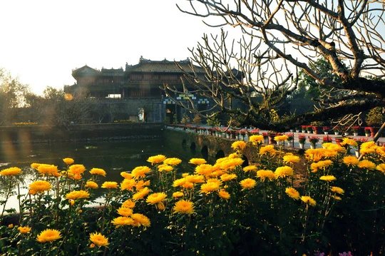 Hoa cúc vàng trước Kinh thành Huế
